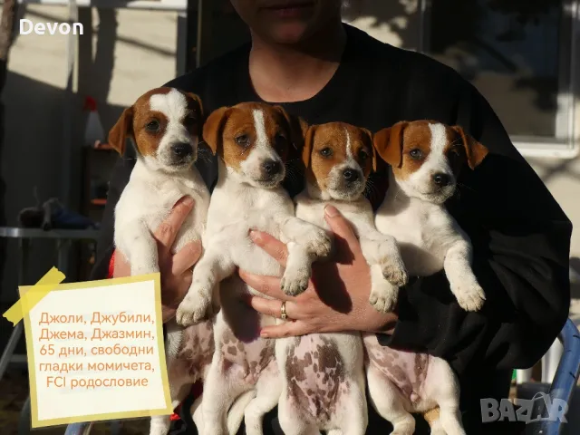 Джак Ръсел Териер, родословие, снимка 9 - Джак ръсел териер - 41122946