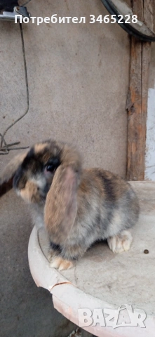 Кочовати зайци