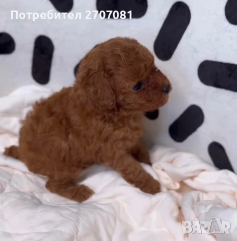 ТОЙ Пудел, снимка 3 - Пудели - 51360644