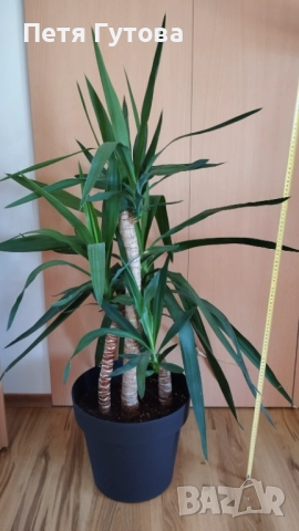 Продавам Юка – 120 см 🌿  Продавам здрава и добре гледана Юка с височина 120 см.