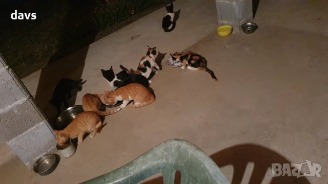 Малки котета – различни шарки, снимка 12 - Други - 51972893