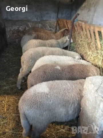 Продавам Шилешко, агнешко ЦЕЛОГОДИШНО гр. Пазарджик, снимка 2 - Овце - 49785587