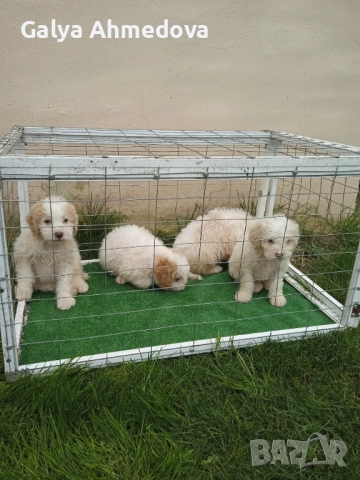 Лагото романьоло , снимка 10 - Други - 52513113