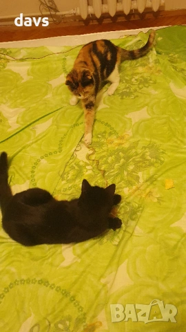 Приемен / постоянен Дом за трицветна принцеса, снимка 14 - Други - 53331402