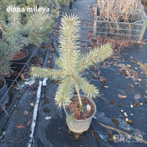 Бял бор, Pinus sylvestris, снимка 5 - Градински цветя и растения - 43936306