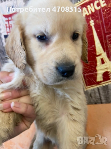 Голдън ретривър игриво момче родословен баща, снимка 14 - Голдън ретривър - 53579605