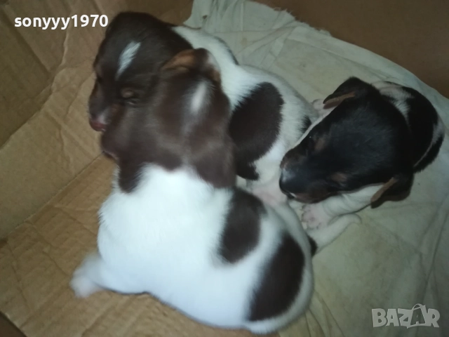 ПРОДАВАМЕ КУТРЕТА-ДЖАК РЪСЕЛ 250ЛВ ЗА 1БР 0309250738, снимка 18 - Джак ръсел териер - 51587007