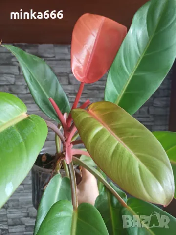Голям филодендрон карамел., снимка 1