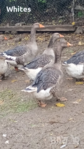 гъски за продажба, снимка 2 - други­ - 53021279