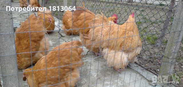 разплодни яйца от орпигтон , снимка 11 - Кокошки и пуйки - 43974232
