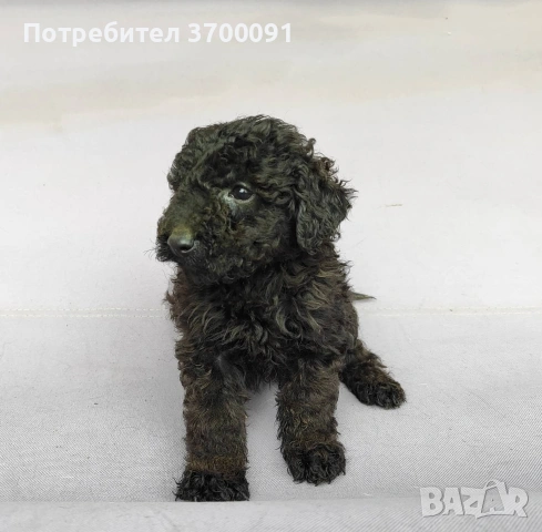 пудел / черни пуделчета , снимка 6 - Пудели - 53003764