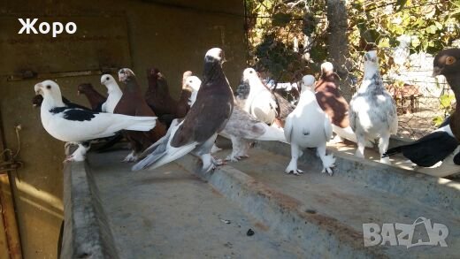 Типлери, снимка 8 - Гълъби - 20334809