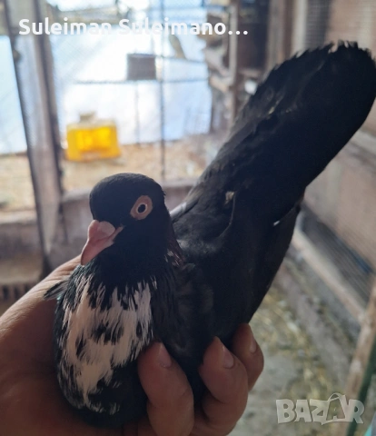 Въртеливи гълъби 13 броя 50 евро, снимка 7 - Гълъби - 53078995