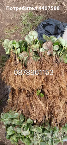 Разсад ягоди целогодишни , снимка 8 - Разсади - 49716826