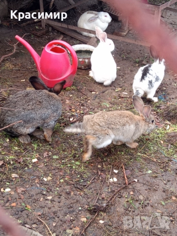 Бели зайци , снимка 4 - Декоративни зайчета - 48441669