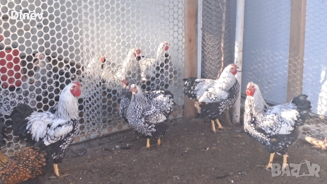 Петли Виандот 