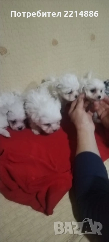 Малтийска болонка , снимка 9 - Болонка - 36473959