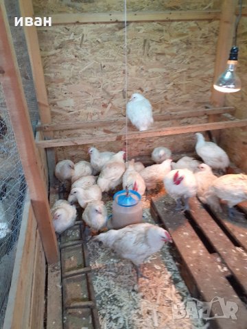 Бяло брезе оплодени яйца, снимка 4 - Кокошки и пуйки - 24076264