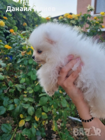 Померанче на 3 месеца , снимка 1