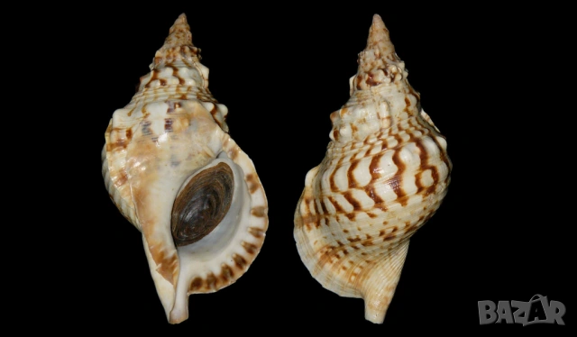 морска раковина 