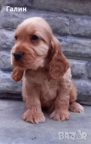 Кокер шпаньол,кокер шпаньоли, снимка 2 - Шпаньоли - 47844936