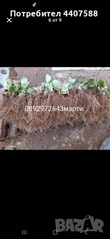 Разсад ягоди и малини , снимка 13 - Разсади - 49528320