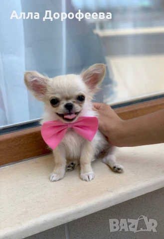 Супер мини момче чихуахуа, снимка 1