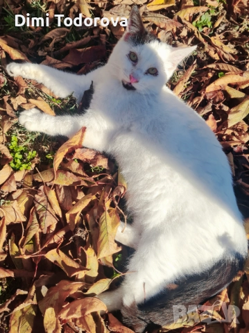 ✨ Сеньор и Тайгър търсят своя дом ✨, снимка 2 - Други - 52284340