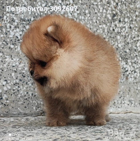 Померанче момче, снимка 4 - Померан - 51707750