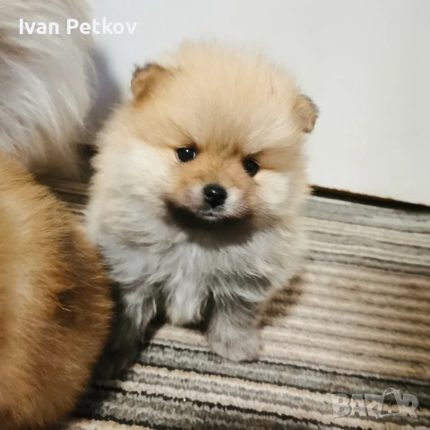 померан, померанчета, снимка 2 - Померан - 53431412