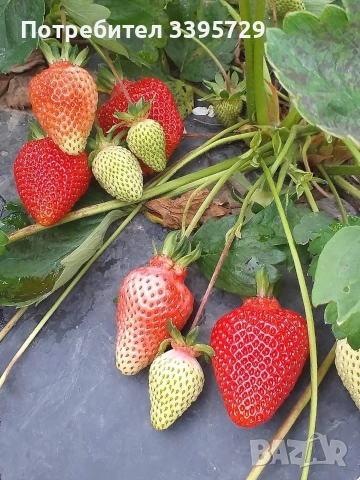 разсад за ягоди само сега не изпускаите шанса запазете си разсад за ягоди 0.30€, снимка 6 - Разсади - 53264169
