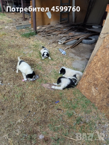 Българско овчарско куче - 2 бр. женски, снимка 5 - Каракачанска овчарка - 51979059