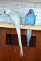 Папагали-двойка малък александър, снимка 1 - Папагали - 43449131