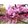 Cercis siliquastrum 100/125 див рожков, снимка 3