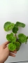 Pelargonium malloca , снимка 3
