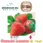 100 бр. ягодови семена от гигантска ягода градинско плодово растение, сладки и вкусни червени ягоди , снимка 1