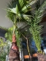 Финикова Палма , снимка 5