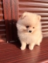 Померан , снимка 2