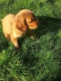 Английски кокер шпаньол, снимка 6