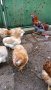Араукана, снимка 1 - Кокошки и пуйки - 41402734