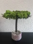Уникални ръчно изработени дръвчета/бонсаи от скандинавски мъх, снимка 5