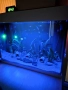 Аквариум аквариум, снимка 3