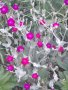 Лихнис coronaria, снимка 1 - Градински цветя и растения - 44034045