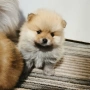 померан, померанчета, снимка 2