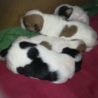 ПРОДАВАМ jack russell terrier 2305210838, снимка 8 - Джак ръсел териер - 32265047