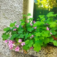 Детелини цъфтящи розово, снимка 8 - Градински цветя и растения - 34949387