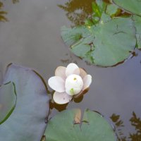 Водни лилии , снимка 8 - Градински цветя и растения - 40178587