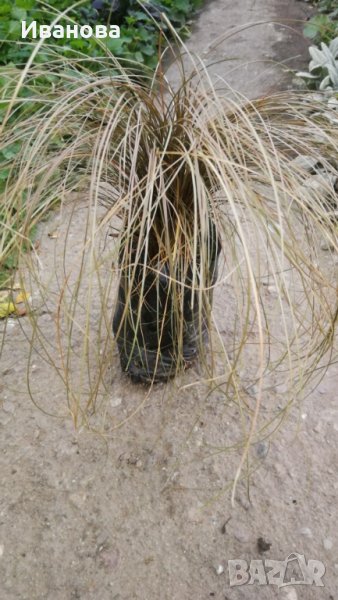 Бронзов Карекс, снимка 1