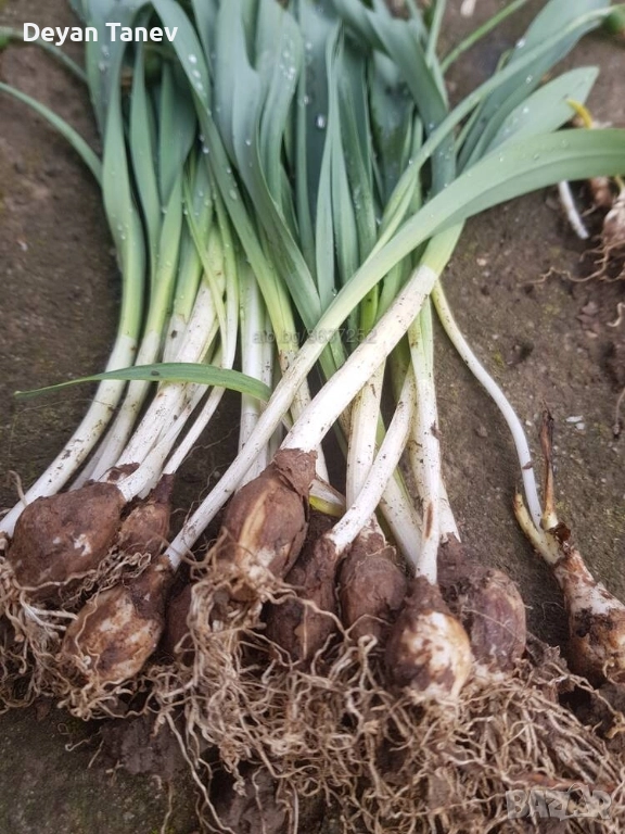 Луковици кокичета, 10 бр/5 лв. ми, снимка 1