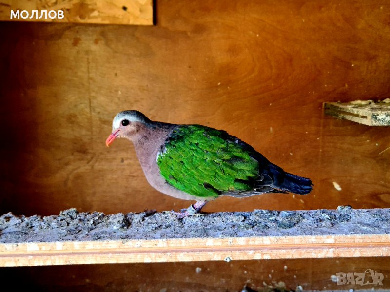 Зеленокрил гълъб , снимка 1